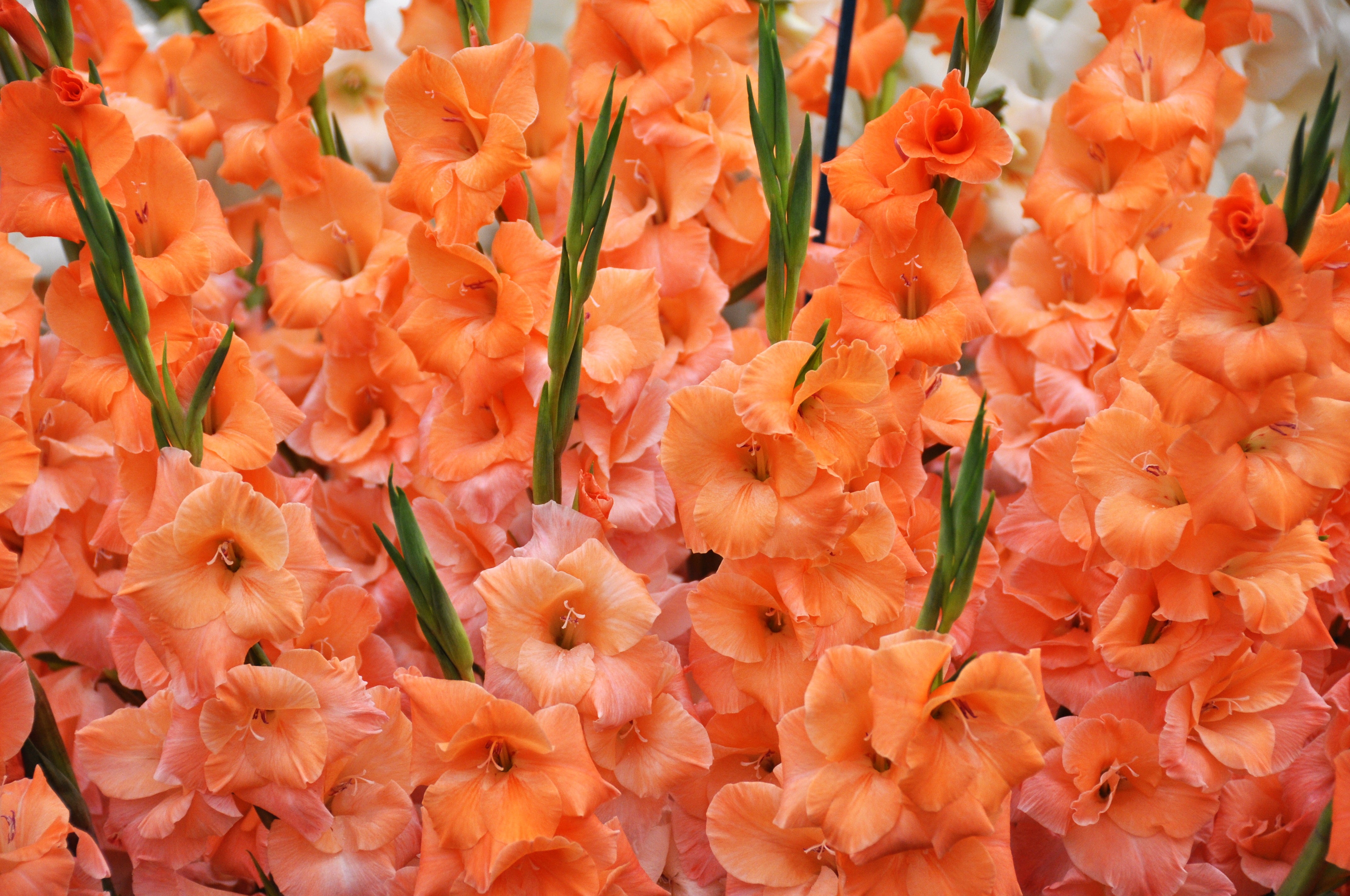 Serving the Canadian market with world-class gladioli