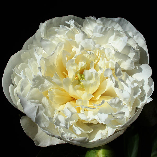 Duchess de Nemours