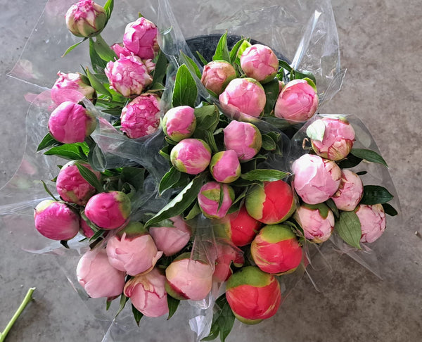Peony Mixture (Grower Mix)