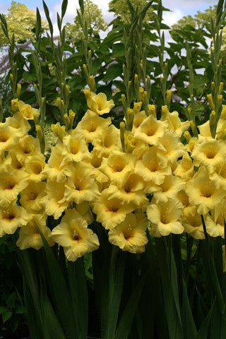 Bananarama