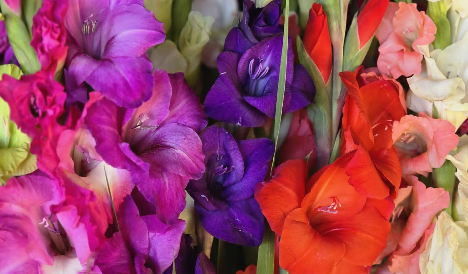 Gladiolus Bulbs