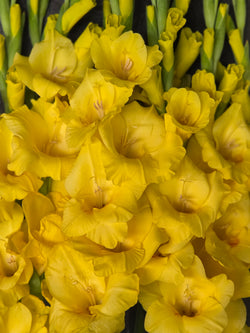 Bananarama
