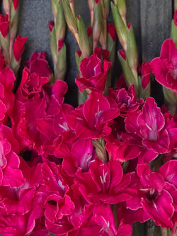 Fairytale Pink
