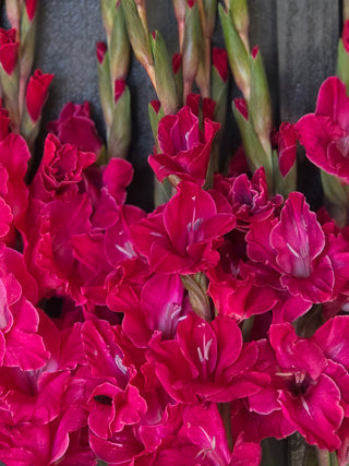 Fairytale Pink
