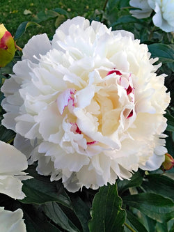 Festiva Maxima