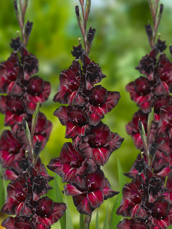 Black Surprise