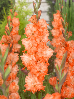 Coral Crush