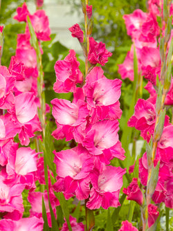 Fairytale Pink