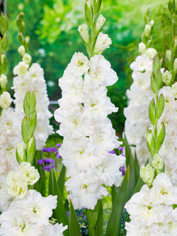 Ivory Perfection