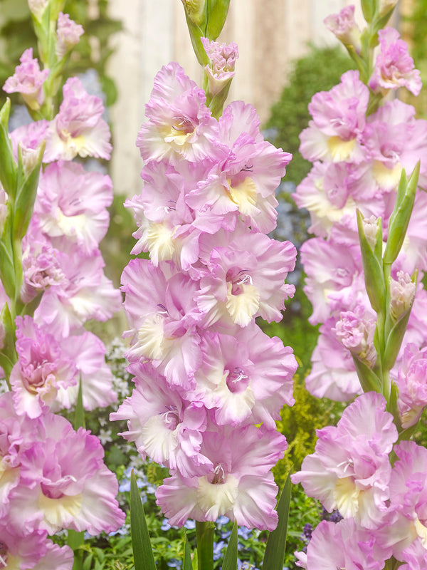 Magenta Princess