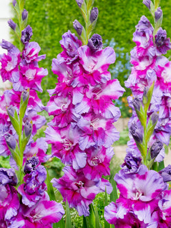 Purple Art