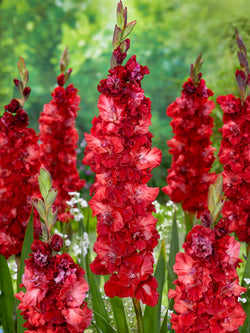 Velvet Raspberry