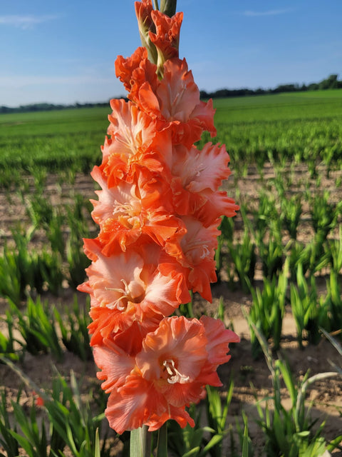 Coral Crush