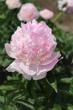 Raspberry Sundae