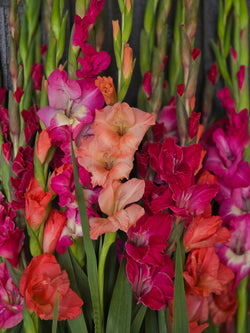 Pink Explosion Mixture