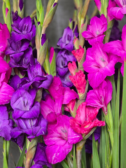 Purple Passion Mixture