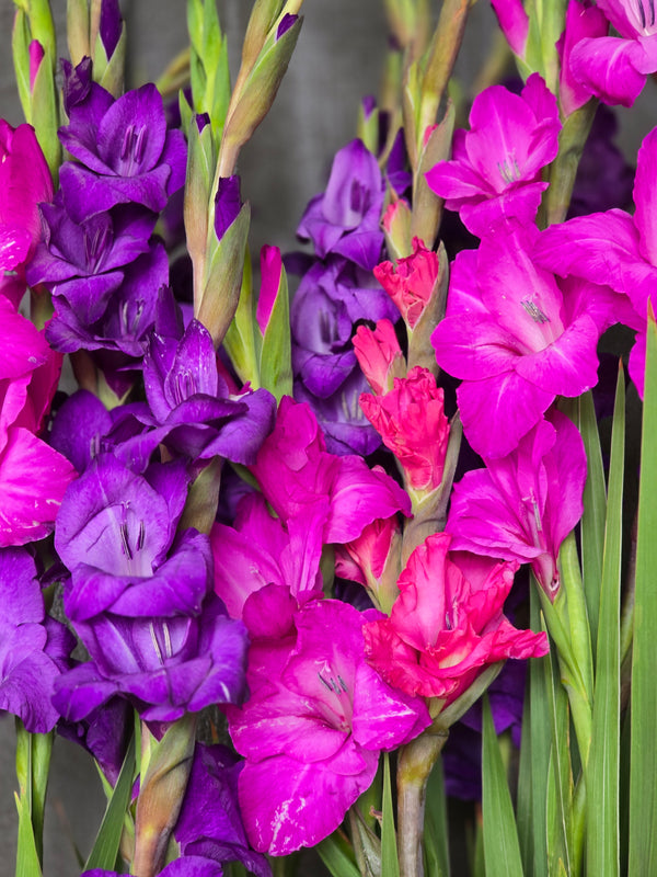 Purple Passion Mixture