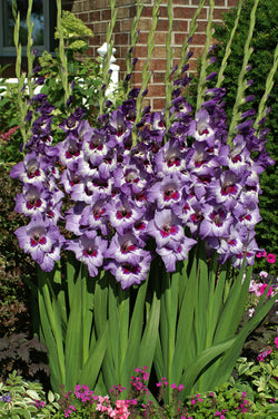 Circus Colour - NEW!