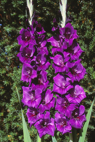 Purple Flora - sold out